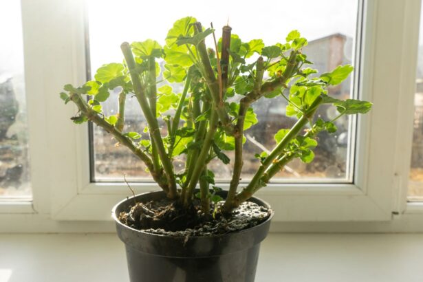 Jak przezimować pelargonie