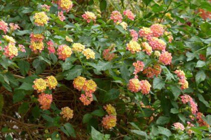 Lantana pospolita