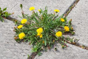 Mniszek a mlecz – mniszek lekarski