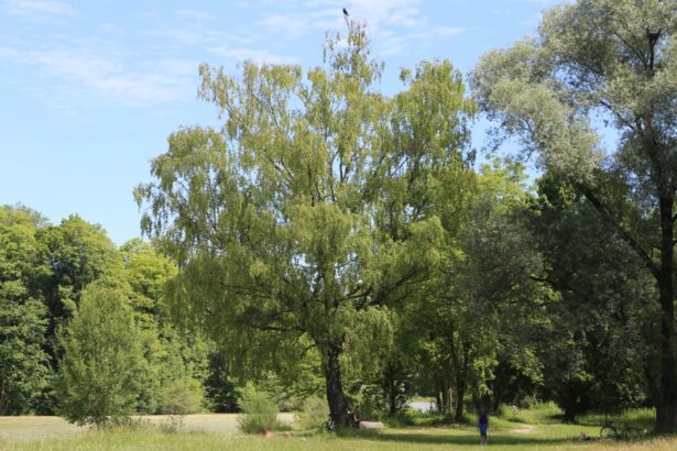Brzoza omszona – uprawa i pielęgnacja