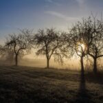 Budowa drzew i krzewów owocowych Budowa drzew i krzewów owocowych