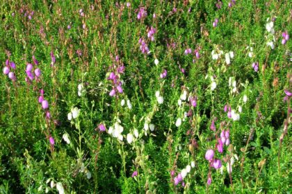 Dabecja kantabryjska