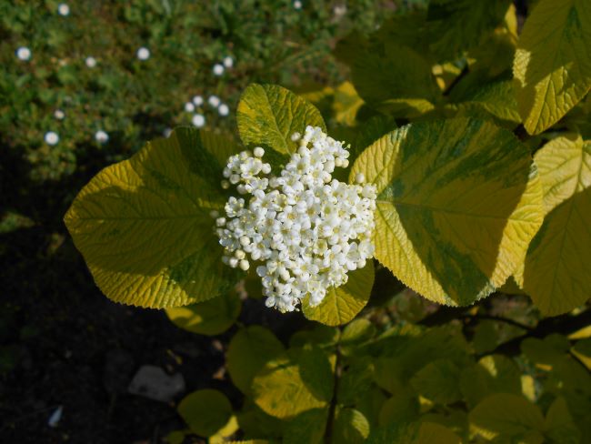 Kalina hordowina ‘Variegatum’