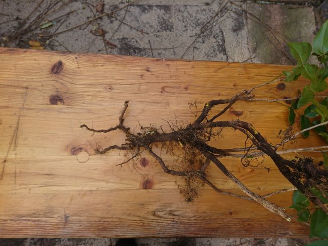 Mahonia pospolita – odrost korzeniowy