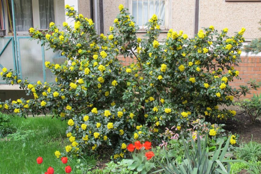 Mahonia pospolita