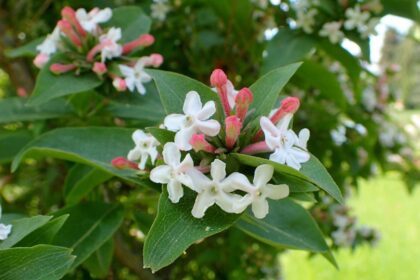 Abelia mosańska