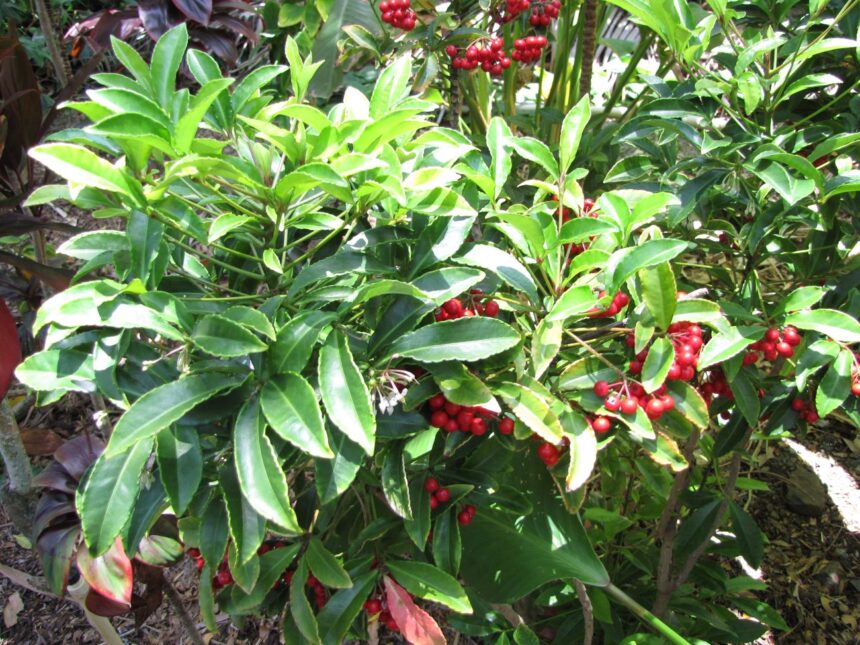 Ardizja karbowana