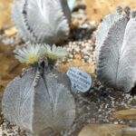Astrophytum myriostigma