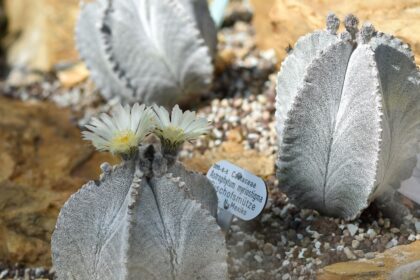 Astrophytum myriostigma