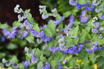 Barbula klandońska 'Heavenly Blue'