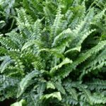 Paproć Nefrolepis wyniosły 'Boston Fern'