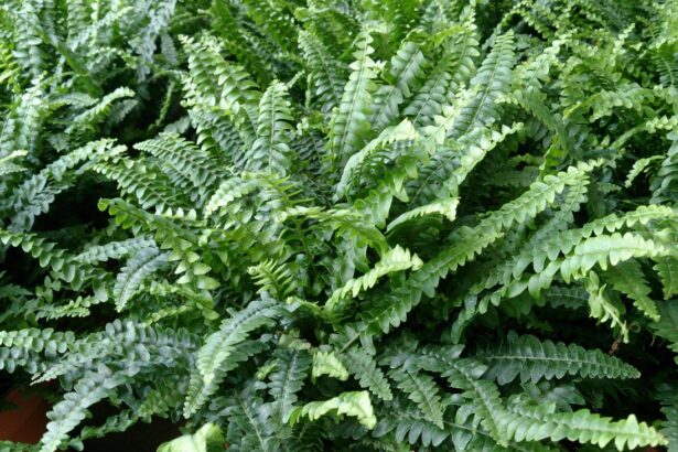 Paproć Nefrolepis wyniosły 'Boston Fern'