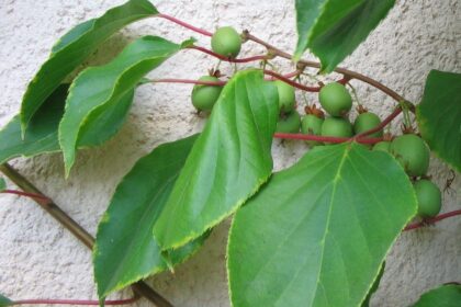 Aktinidia ostrolistna 'Weiki'