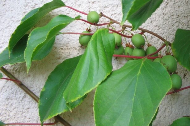 Aktinidia ostrolistna 'Weiki'