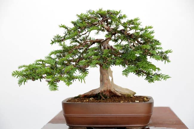 Cis pospolity – uprawa i pielęgnacja Cis pospolity – bonsai