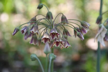 Czosnek ozdobny – Czosnek sztyletowy