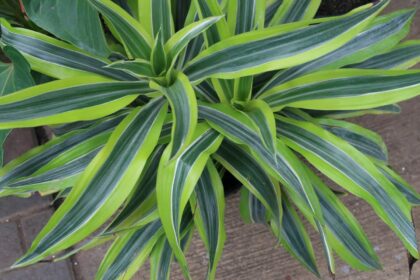 Dracena deremeńska 'Warneckii'
