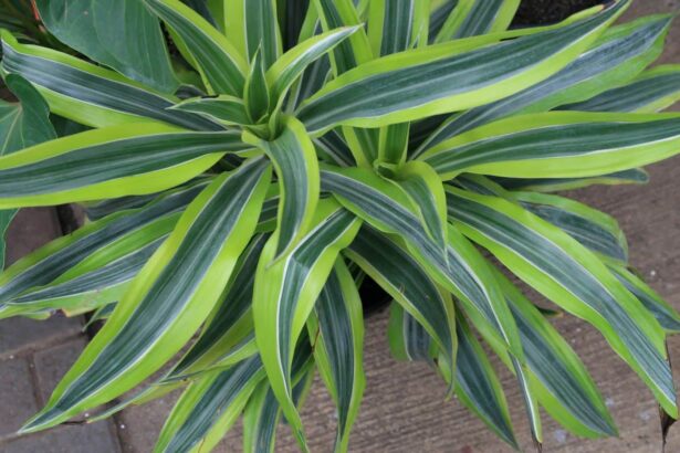 Dracena deremeńska 'Warneckii'