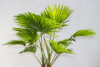 Liwistona okrągłolistna