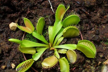 Muchołówka amerykańska