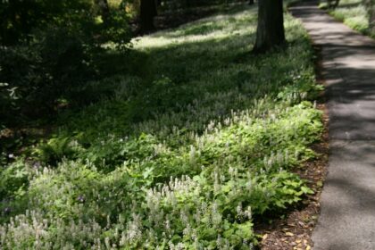 Tiarella sercowata