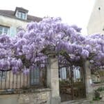 Wisteria chińska vel Glicynia chińska