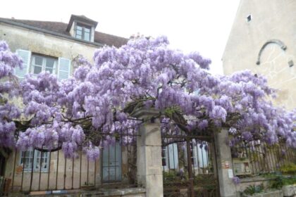 Wisteria chińska vel Glicynia chińska