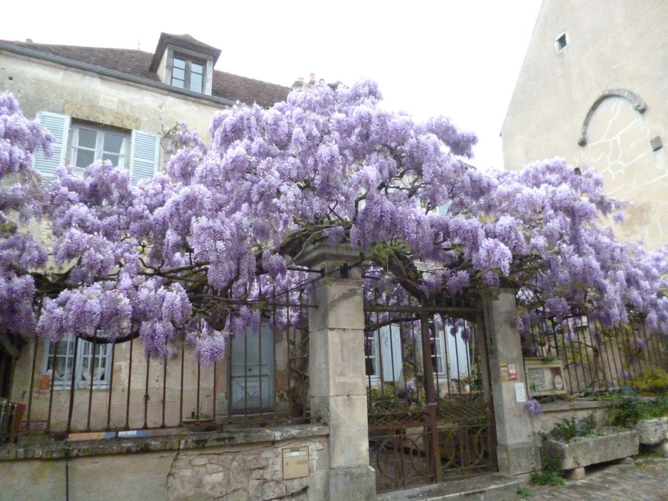 Wisteria chińska vel Glicynia chińska