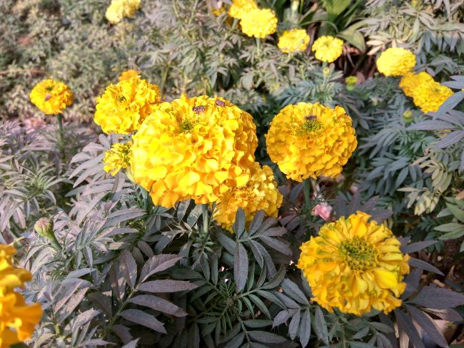 Aksamitka rozpierzchła – uprawa i pielęgnacja Aksamitka rozpierzchła