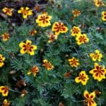 Aksamitka rozpierzchła