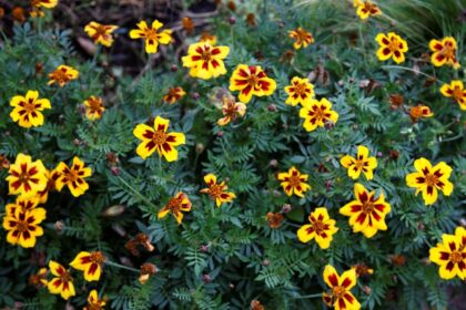 Aksamitka rozpierzchła