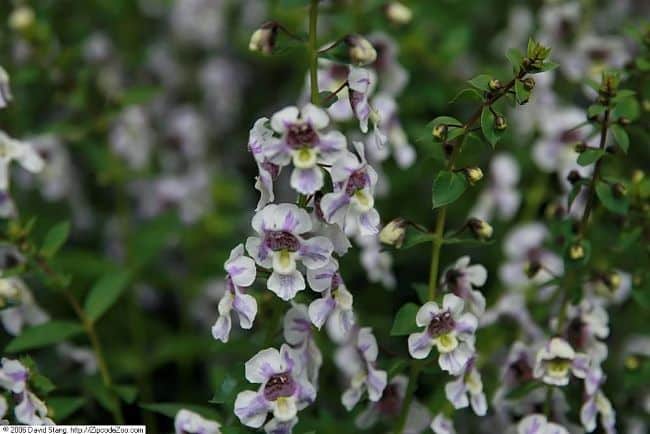 Angelonia