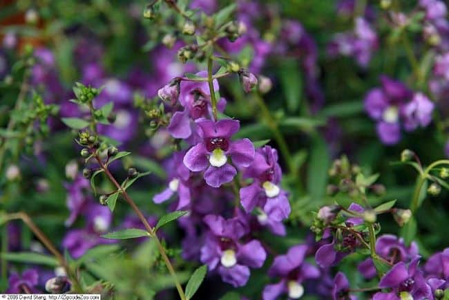 Angelonia