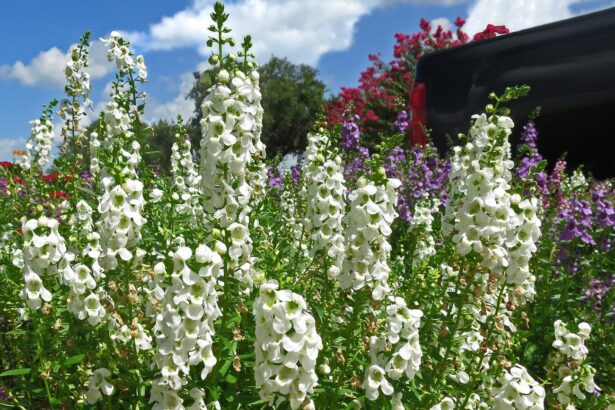 Angelonia