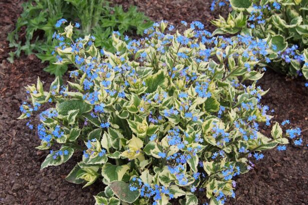 Brunera wielkolistra 'Variegata'