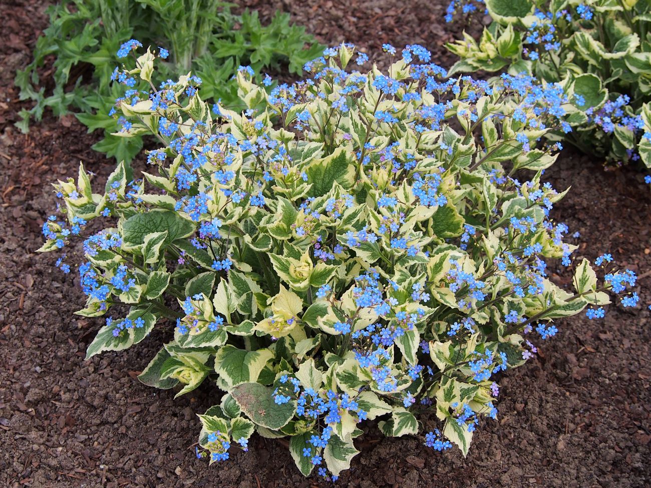 Brunera wielkolistra 'Variegata'