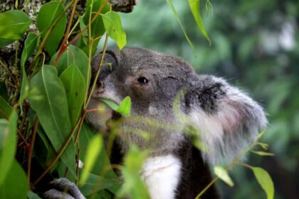 Eucalyptus