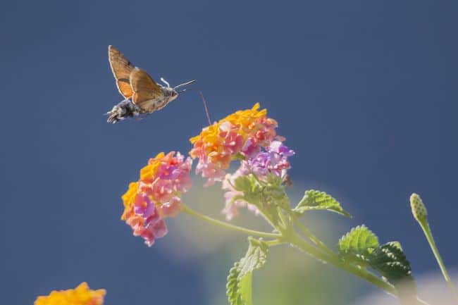 Lantana pospolita