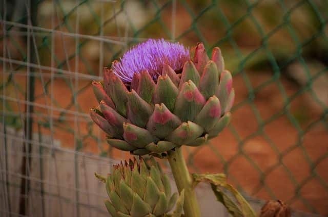 Ogrodzenie warzywnika - ogrodzenie z siatki