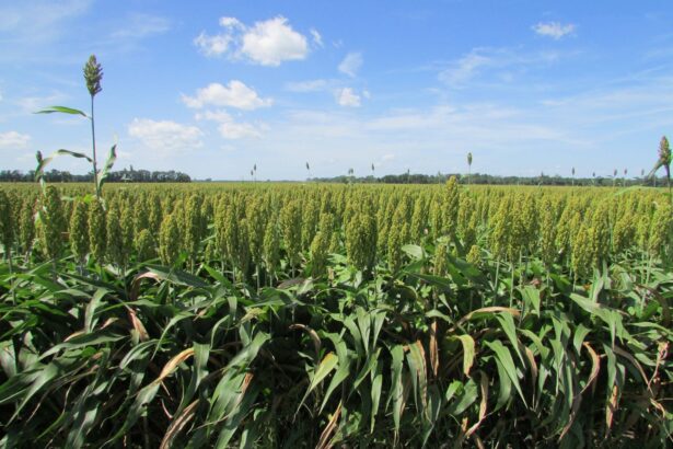 Sorgo