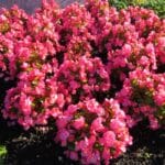 Begonia stale kwitnąca