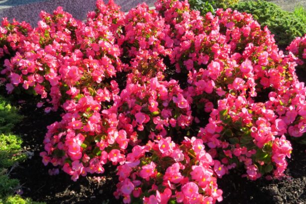 Begonia stale kwitnąca