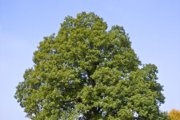 Dąb bezszypułkowy
