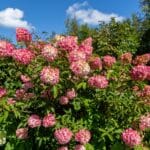 Hortensja bukietowa 'Vanille Fraise'