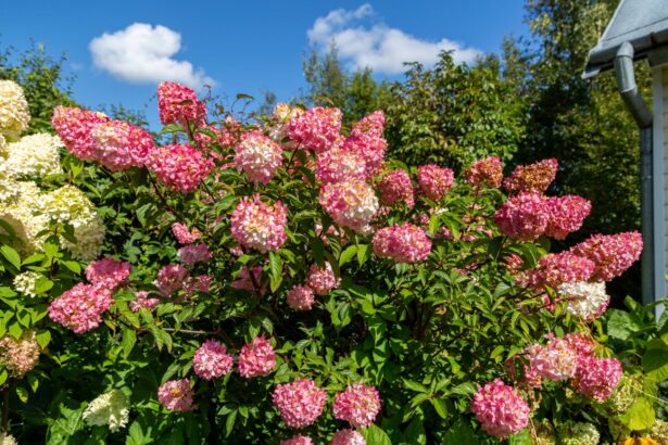Hortensja bukietowa 'Vanille Fraise'