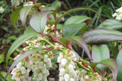 Kiścień wawrzynowy