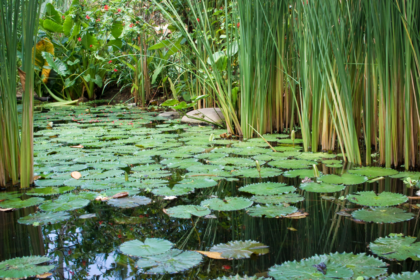 Jak zadbać o stymulacje słuchu w ogrodzie wzorem ogrodów sensorycznych?