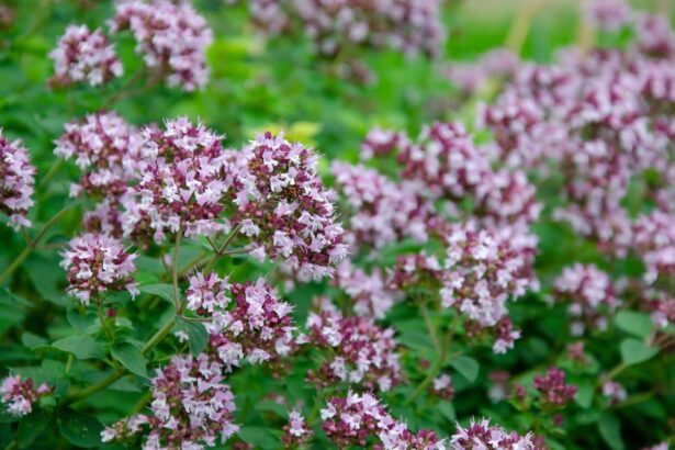 Oregano – Lebiodka pospolita