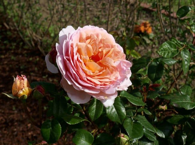 Róża 'Abraham Darby'
