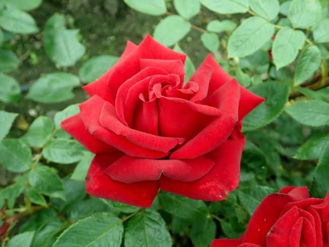 Róża 'Ingrid Bergman'
